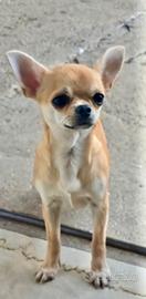 Chihuahua maschio a pelo corto