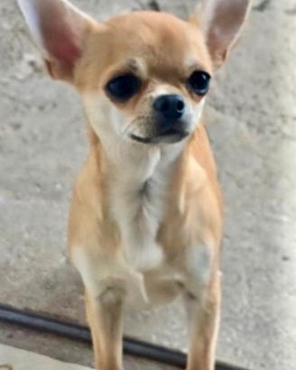 Chihuahua maschio a pelo corto