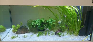 piante e potature per acquario 