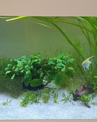 piante e potature per acquario 