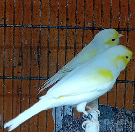 Canarini giallo mosaico