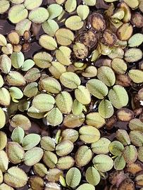 Salvinia minima -pianta galleggiante-