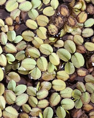 Salvinia minima -pianta galleggiante-