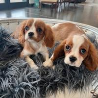 Cavalier king