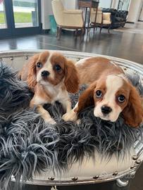 Cavalier king