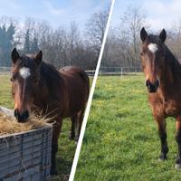 Pony Connemara Francese - 2014