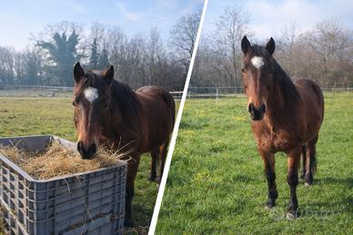 Pony Connemara Francese - 2014