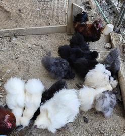  galline moroseta 