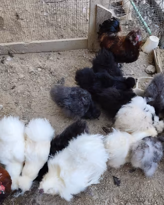  galline moroseta 