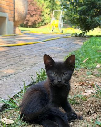 Regaliamo una gattina nera di tre mesi