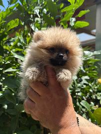 Spitz Pomerania
