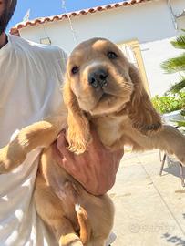 Cocker spaniel