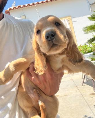 Cocker spaniel
