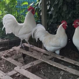 galli