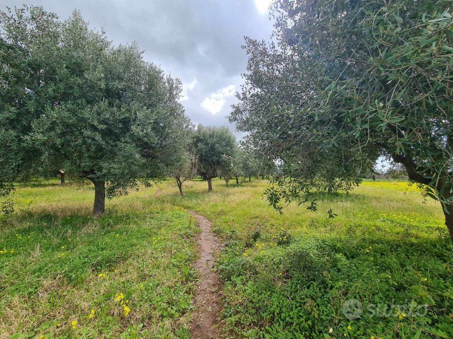 Terreno Agricolo Piantumato Campo Calabro 3.000 Mq - Vista 3