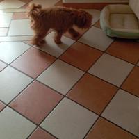 Cane barbone colore fulvo
