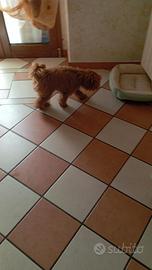 Cane barbone colore fulvo