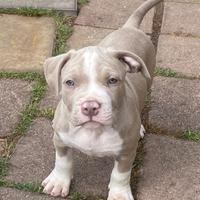Cucciolo di pitbull