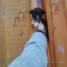 Pincher chihuahua maschio