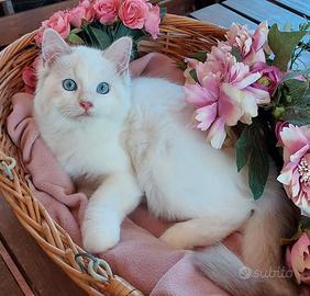 Gattino maschio RAGDOLL