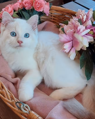 Gattino maschio RAGDOLL