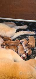 Ultima cucciola disponibile akita inu lombardia