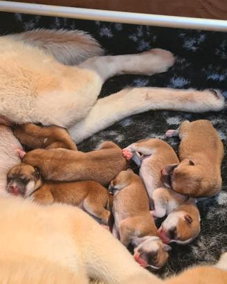 Ultima cucciola disponibile akita inu lombardia