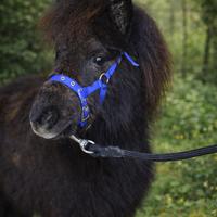 Splendido mini pony olandese