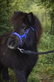 Splendido mini pony olandese