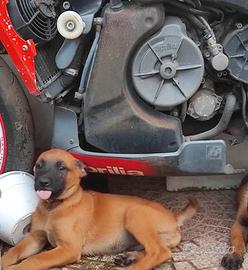 Pastori belga malinois