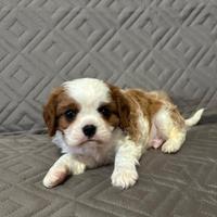 Cavalier king