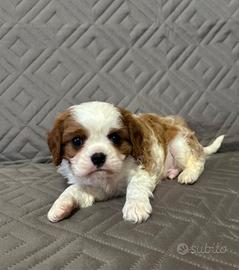 Cavalier king