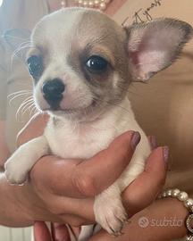 Chihuahua cuccioli femmine