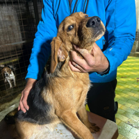 Segugio beagle