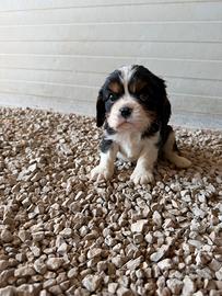 Cavalier King