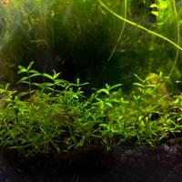 Pearlweed hemianthus micranthemoides