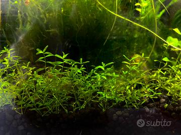 Pearlweed hemianthus micranthemoides