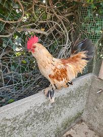 Galletti Nani