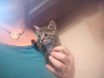 Gattine cucciole