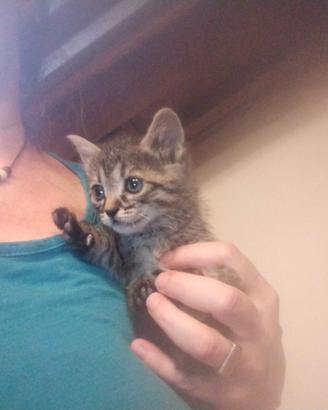 Gattine cucciole