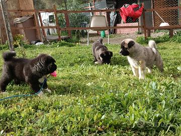 Akita americano cuccioli