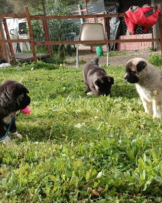 Akita americano cuccioli