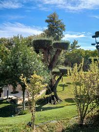 Giardiniere,idraulico,elettricista