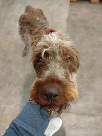 Due cani maschi di taglia grande