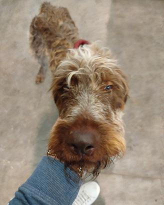 Due cani maschi di taglia grande
