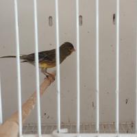 Canarino femmina spagnolo