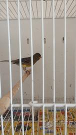 Canarino femmina spagnolo