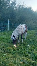 Pony