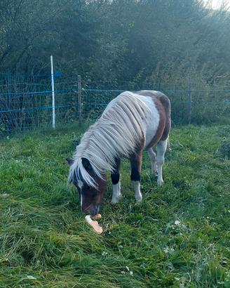Pony