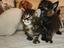Immagine 2